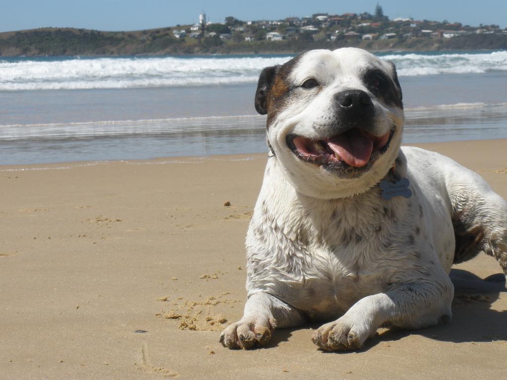 Safety Beach Bungalows Woolgoolga Ngoại thất bức ảnh